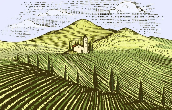 Vintage grabado, viñedos dibujados a mano paisaje, campos de colmillos, rascador de aspecto antiguo o estilo tatooo — Vector de stock