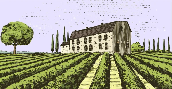 Vintage gravado, desenhado à mão vinhas paisagem, campos de toscana, velho olhar scratchboard ou estilo tatooo —  Vetores de Stock