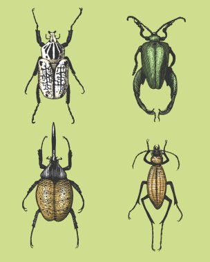 büyük böcekler kümesi böcekleri ve arılar vintage eski el çekilmiş stil oyulmuş illüstrasyon gravür birçok tür rahatsız ediyor