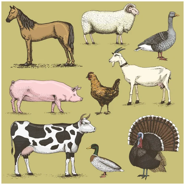 Conjunto de grabados vintage domésticos, animales de granja incluyen caballo y oveja, vaca. Pollo. cabra. pavo. cerdo. pato con ganso — Vector de stock