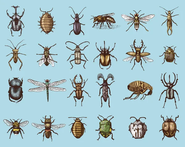ชุดใหญ่ของแมลงแมลงแมลงแมลงแมลงและผึ้งหลายสายพันธุ์ในวินเทจมือเก่าแกะสลักสไตล์แกะสลักตัดไม้ — ภาพเวกเตอร์สต็อก