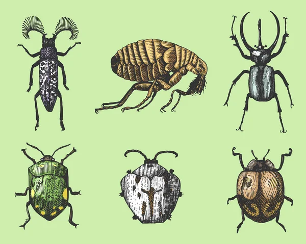 Grande conjunto de insetos insetos besouros e abelhas muitas espécies no vintage velho estilo desenhado à mão gravada ilustração xilogravura — Vetor de Stock