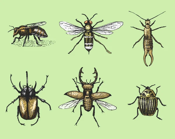 Gran conjunto de insectos insectos escarabajos y abejas muchas especies en estilo antiguo vintage dibujado a mano grabado ilustración xilografía — Archivo Imágenes Vectoriales