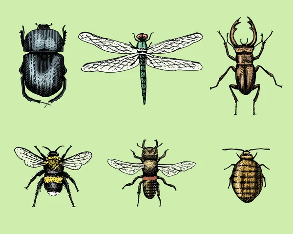 Grote reeks van insecten bugs kevers en bijen vele soorten in vintage old hand getekende stijl gegraveerde afbeelding houtsnede — Stockvector