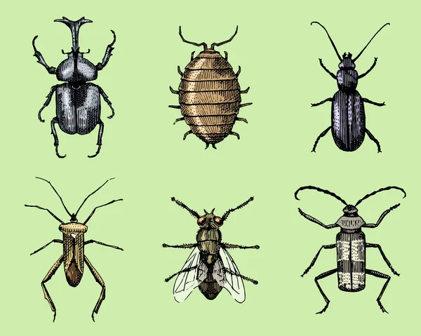 Gran conjunto de insectos insectos escarabajos y abejas muchas especies en estilo antiguo vintage dibujado a mano grabado ilustración xilografía — Vector de stock