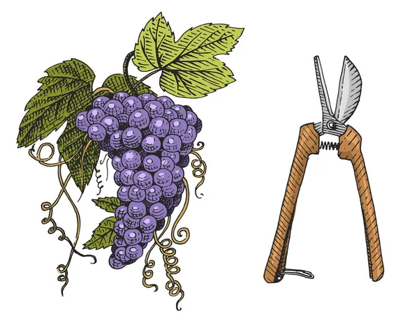 Winogron i nożyczki ręcznie rysowane grawerowane stare wyglądające vintage ilustracji — Wektor stockowy