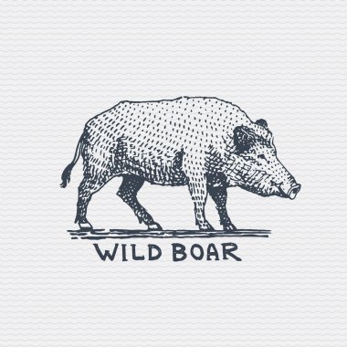 Vintage eski logo veya rozet, etiket kazınmış ve eski el çekilmiş stil yaban domuzu, domuz