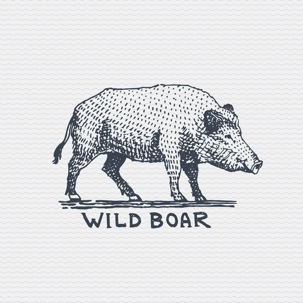 Alte Logo oder Abzeichen, Etikett graviert und alten handgezeichneten Stil Wildschwein, Schwein — Stockvektor