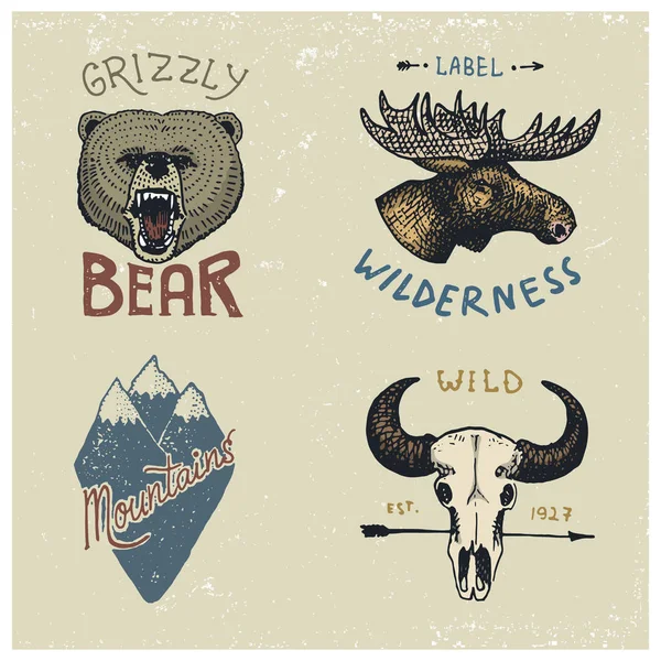 Conjunto de vintage gravado, desenhado à mão, velho, rótulos ou crachás para camping, caminhadas, caça com rosto de alce, urso pardo, picos de montanha e crânio de búfalo . — Vetor de Stock