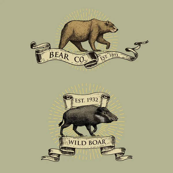 Bären- und Wildschweinlogos, Embleme oder Abzeichen mit wilden Tieren und Fahnen oder Bändern im alten Retro-Stil, handgezeichnete Gravur. Skizze — Stockvektor