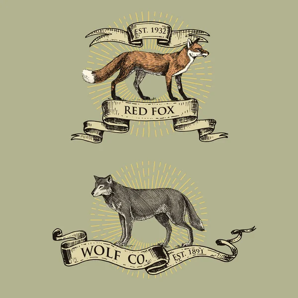 Red fox en grijze wolf logo's, emblemen en badges met wilde dieren en banners of linten in vintage, retro oude stijl, de hand getekende gravure. schets — Stockvector