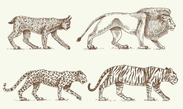 Conjunto de gatos selvagens, Lynx leopardo leão e tigre gravado mão desenhada em estilo antigo esboço, animais vintage — Vetor de Stock