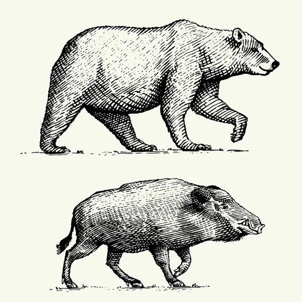 Vad medve grizzly és vadkan, Malac, illetve vésett kézzel rajzolt stílusban régi vázlat, vintage állatok — Stock Vector