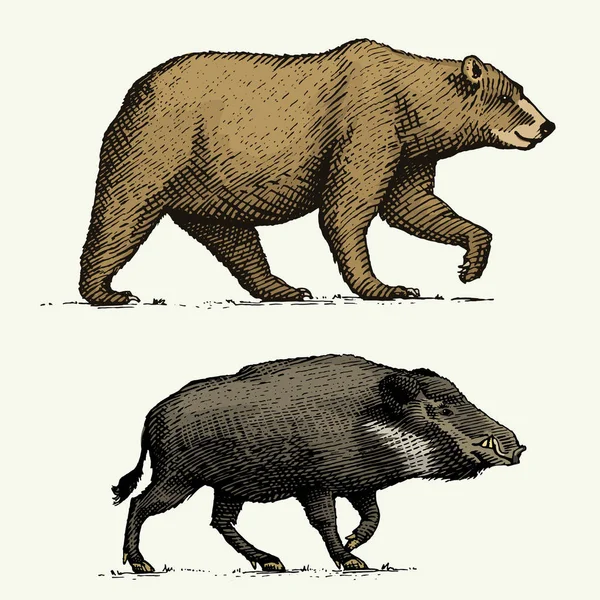 Wildbär Grizzly und Wildschwein oder Schwein handgraviert in alter Skizze gezeichnet, alte Tiere — Stockvektor
