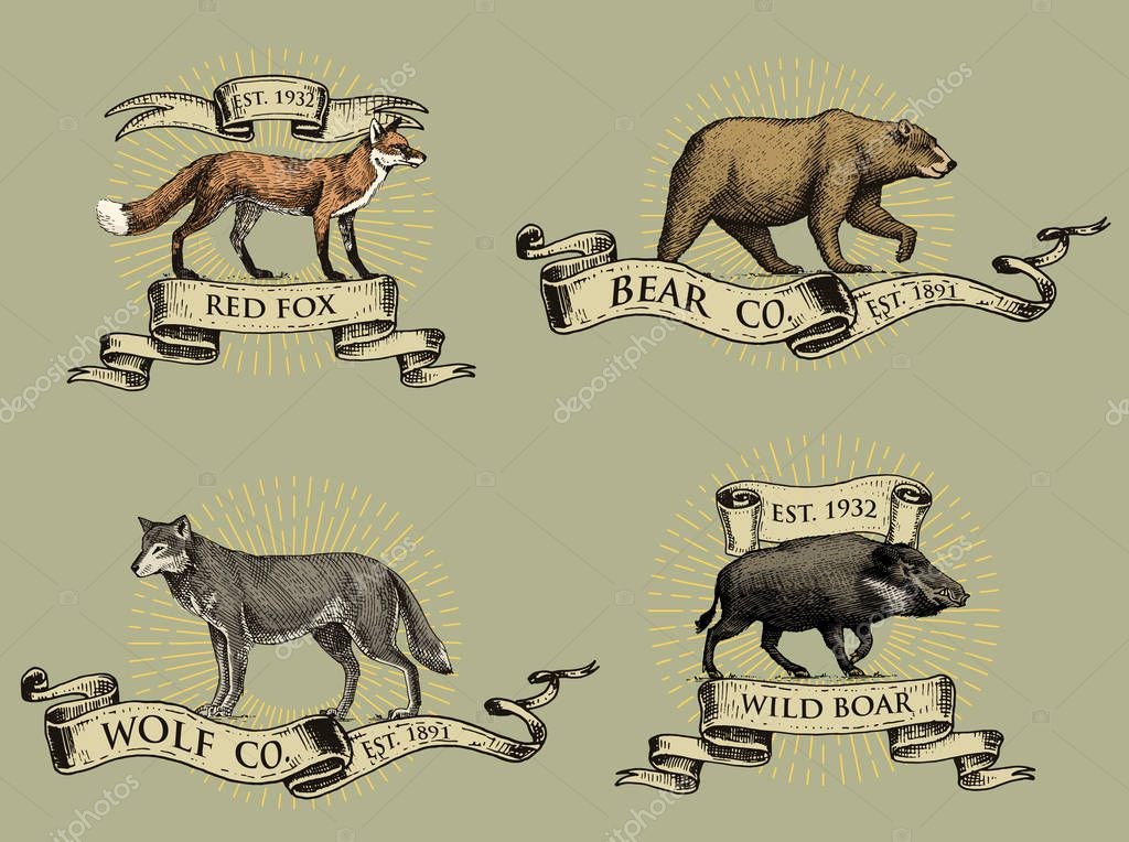 Red fox, boar bear and grey wolf logos, emblems or badges with wild animals and banners or ribbons in vintage, retro old style, hand drawn engraving. sketch.