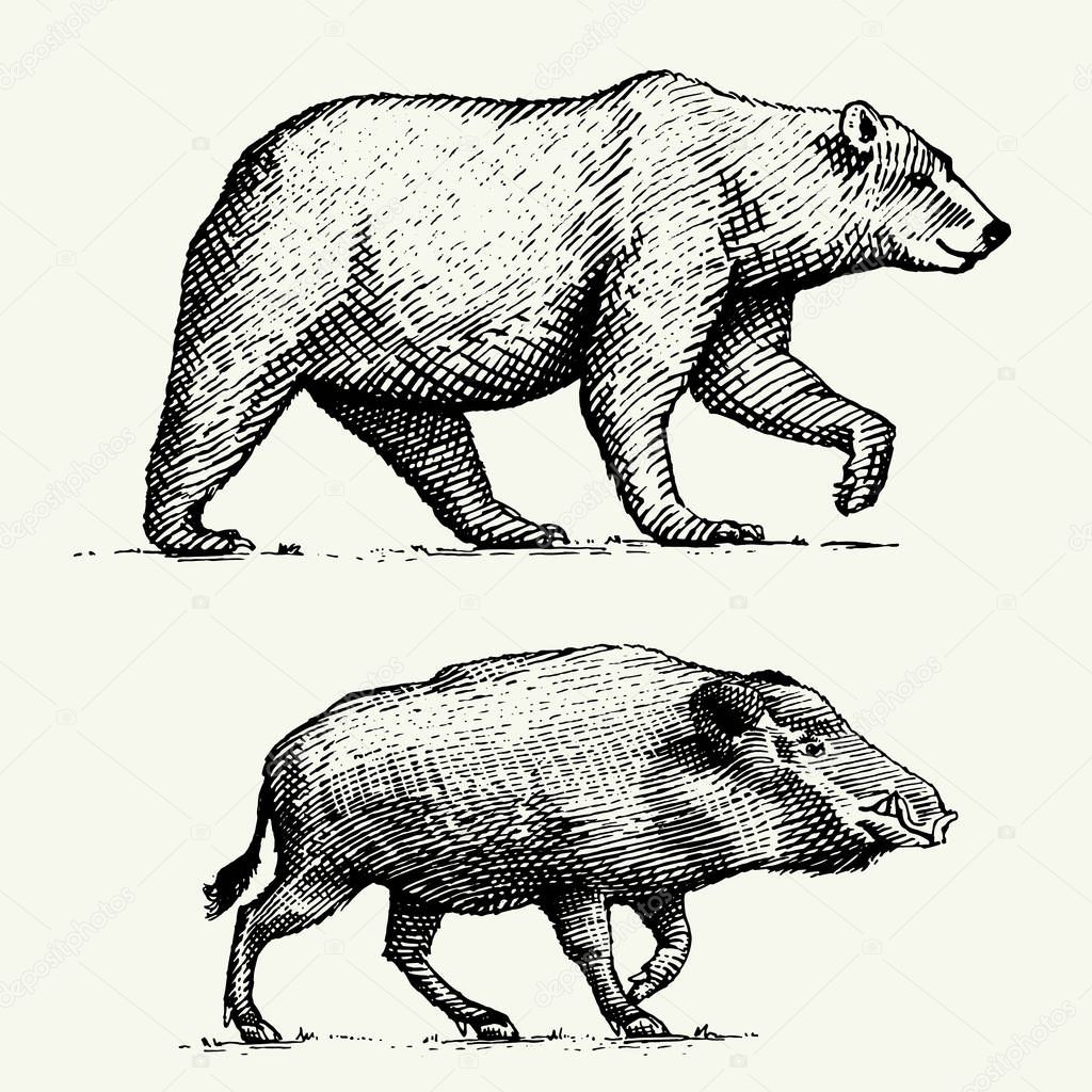 Wild Bear grizzly and boar or pig engraved hand drawn in old sketch style, vintage animals.