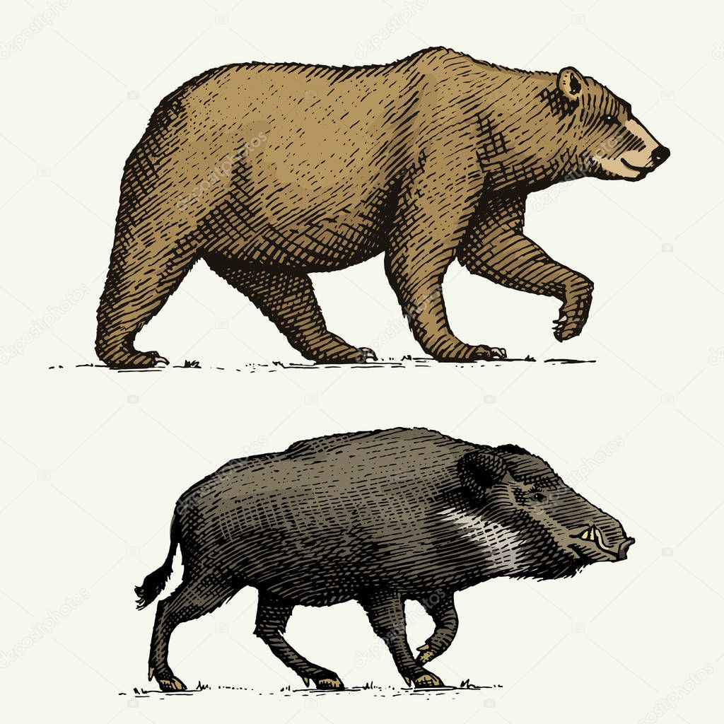 Wild Bear grizzly and boar or pig engraved hand drawn in old sketch style, vintage animals.