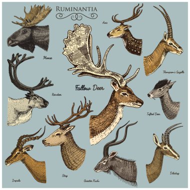 Big set of Horn, antlers Animals moose or elk with impala, gazelle and greater kudu, fallow deer reindeer and stag, doe or roe deer, axis and dibatag hand drawn, engraved clipart