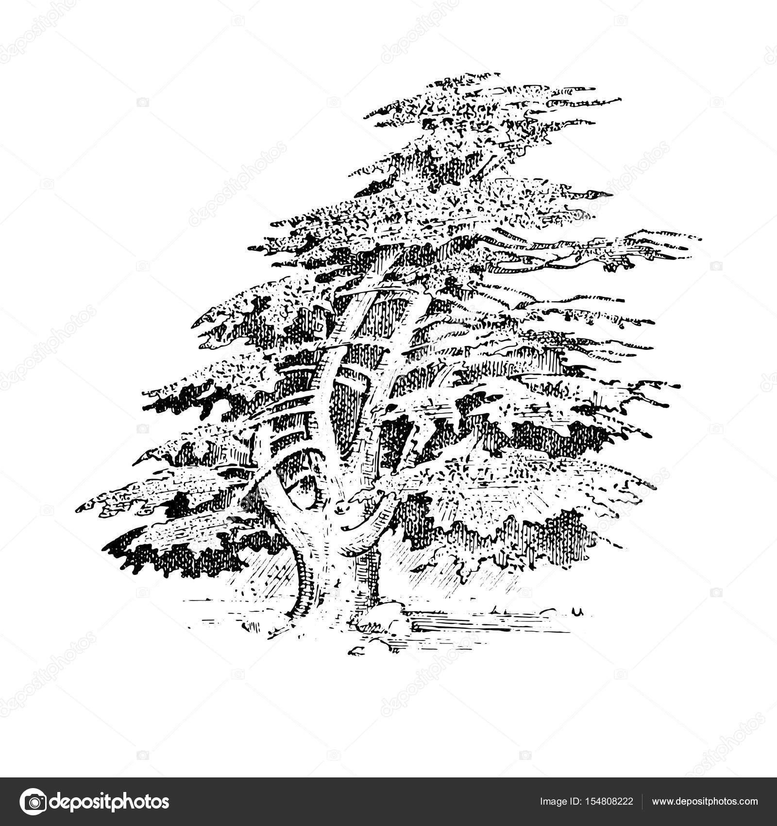 Hand Drawn Evergreen Branches Stock Illustration - Download Image