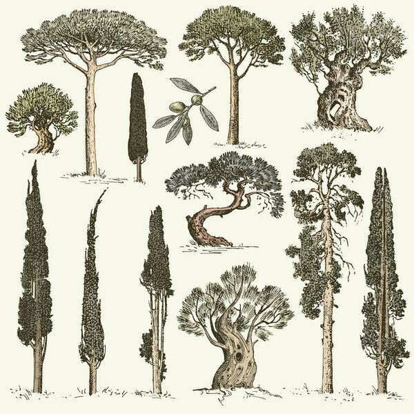 большой набор гравированных, ручной работы деревья включают сосну, оливки и кипарис, ель лесной изолированный объект
