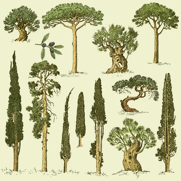 Gran conjunto de grabados, árboles dibujados a mano incluyen pino, olivo y ciprés, abeto bosque aislado objeto — Vector de stock