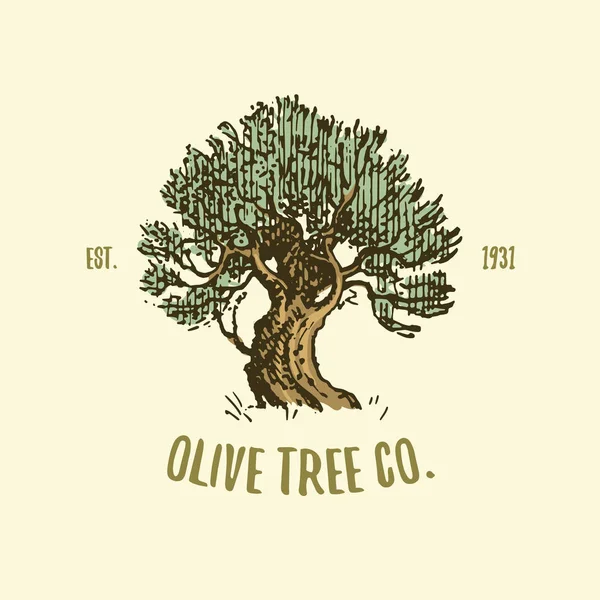 Логотип оливкового дерева, выгравированный или нарисованный вручную, изолированная старая эмблема для экологии, кемпинга или пищевого бренда — стоковый вектор