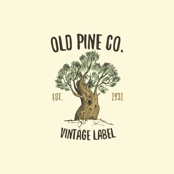 Logo de pin gravé ou dessiné à la main, emblème ancien isolé pour l'écologie, le camping ou la marque alimentaire — Image vectorielle