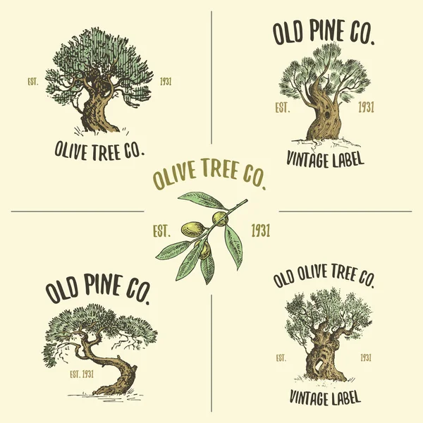 Logotipos de olivos y pinos grabados o dibujados a mano, emblema de aspecto antiguo aislado para la ecología, camping o marca de alimentos — Vector de stock