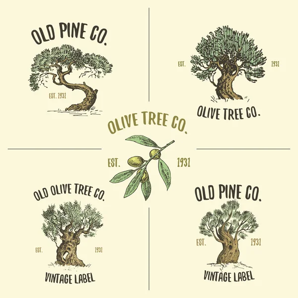 Logotipos de olivos y pinos grabados o dibujados a mano, emblema de aspecto antiguo aislado para la ecología, camping o marca de alimentos — Vector de stock