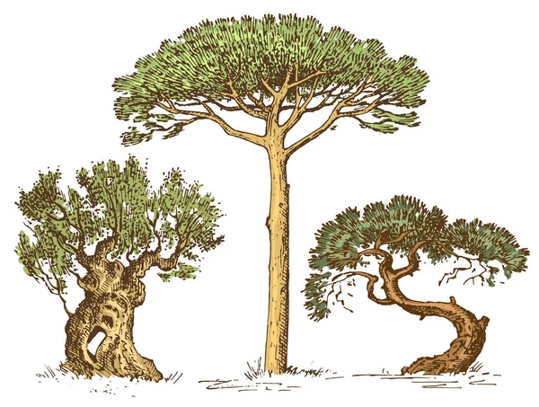 Jeu d'arbres dessinés à la main cyprès italien et pin de pierre, pinea, illustration vectorielle isolée olive, symboles gravés du sud, sempervirent — Image vectorielle