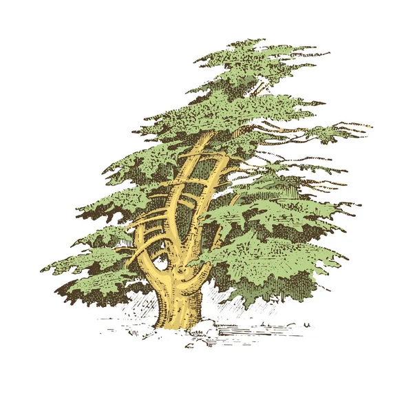 Jeu d'arbres dessinés à la main cyprès italien et pin de pierre, pinea, illustration vectorielle isolée olive, symboles gravés du sud, sempervirent — Image vectorielle