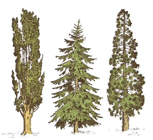 Set of hand drawn trees italian cypress and stone pine , pinea, isolated vector illustration, engraved symbols of south, evergreen — Stock Vector