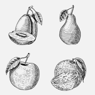 el kümesi çizilmiş, oyulmuş taze meyve, vejetaryen yemek, bitkiler, yeşil elma, portakal ve armut, Erik seyir vintage.