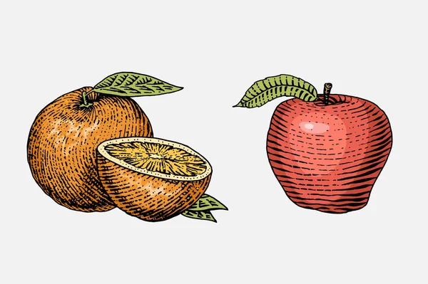 Ensemble de fruits frais gravés, dessinés à la main, végétariens, plantes, orange vintage et pomme rouge — Image vectorielle