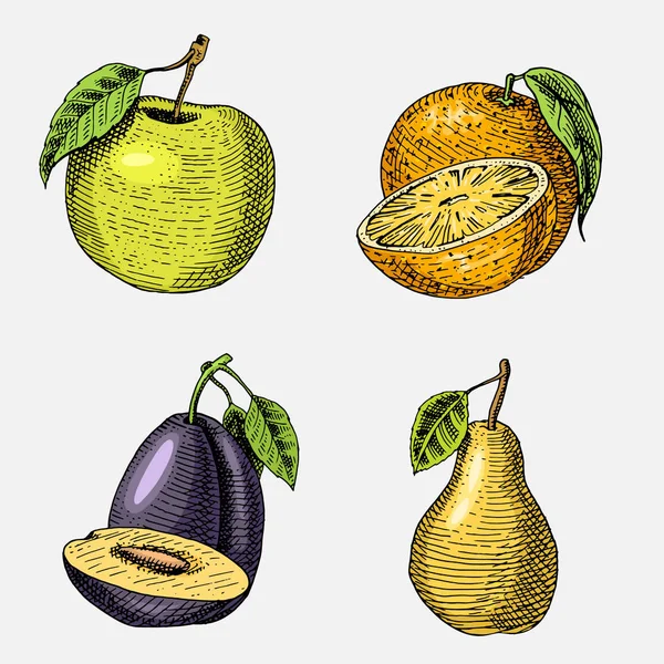Set von Hand gezeichnet, graviert frisches Obst, vegetarisches Essen, Pflanzen, Jahrgang aussehenden grünen Apfel, Orange und Birne, Pflaume. — Stockvektor