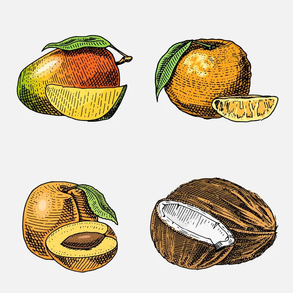 Set von Hand gezeichnet, gravierte frische Früchte, vegetarisches Essen, Pflanzen, vintage aussehende Kokosnuss, Mango und Mandarine, armenische Pflaume. — Stockvektor