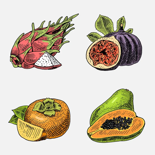 Ensemble de fruits frais gravés, dessinés à la main, nourriture végétarienne, plantes, figue commune vintage, kaki et pitaya, papaye . — Image vectorielle