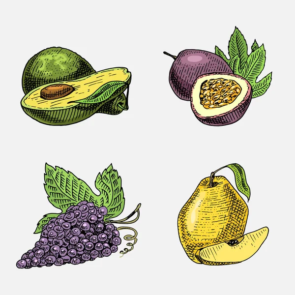 Conjunto de frutas frescas, alimentos vegetarianos, plantas, uvas de aspecto vintage, fruta de la pasión, membrillo y aguacate — Vector de stock