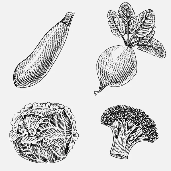 Handgezeichnetes, graviertes Gemüse, vegetarisches Essen, Pflanzen, jahrhundertealte Zucchini, Brokkoli und Rote Bete, Kohl. — Stockvektor