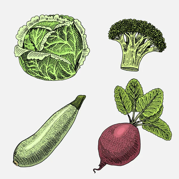 Handgezeichnetes, graviertes Gemüse, vegetarisches Essen, Pflanzen, jahrhundertealte Zucchini, Brokkoli und Rote Bete, Kohl. — Stockvektor