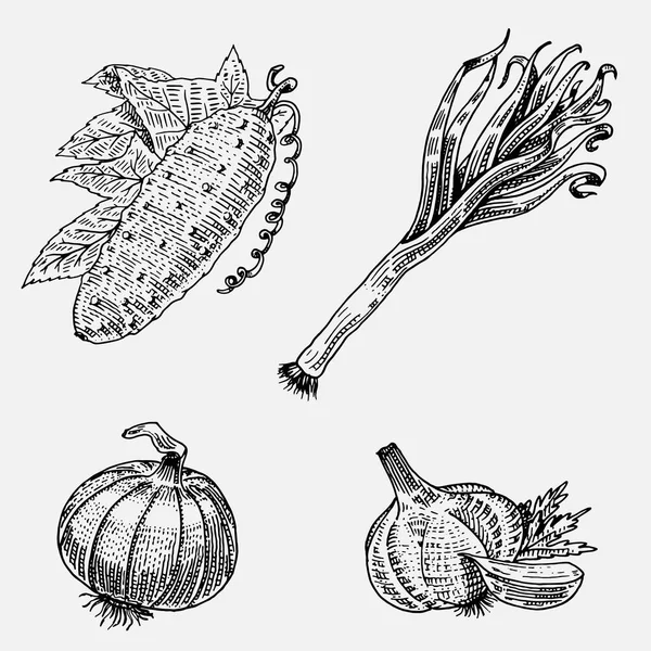 Handgezeichnetes, graviertes Gemüse, vegetarisches Essen, Pflanzen, Gurken, Zwiebeln und Knoblauch, Lauch — Stockvektor