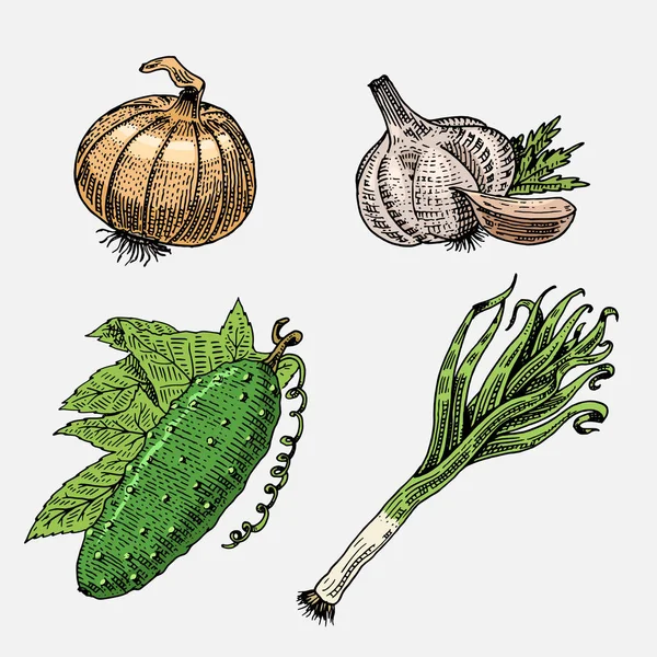 Ensemble de légumes dessinés à la main, gravés, nourriture végétarienne, plantes, concombre vintage, oignon et ail, poireaux — Image vectorielle