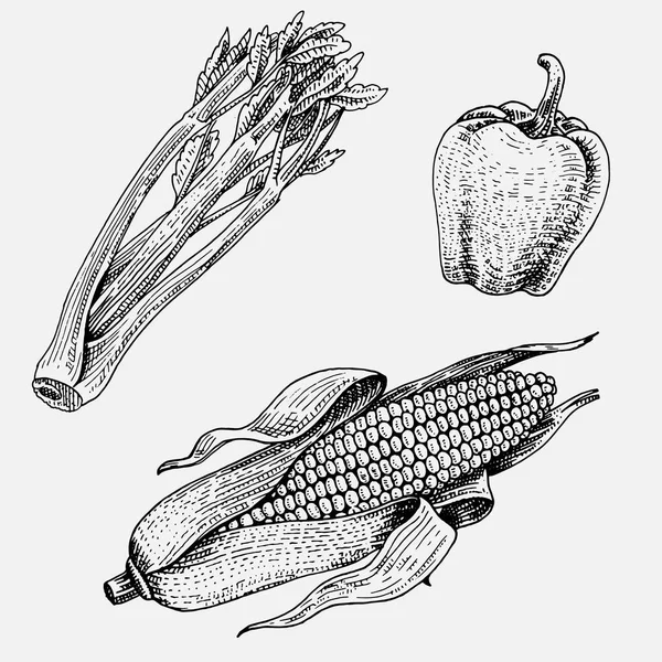 Conjunto de verduras dibujadas a mano, grabadas, comida vegetariana, plantas, maíz de aspecto vintage, pimientos dulces y chiles, apio — Archivo Imágenes Vectoriales