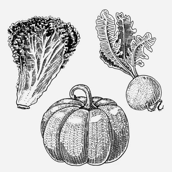 Conjunto de mão desenhada, legumes gravados, comida vegetariana, plantas, abóbora procurando vintage para halloween, alface e nabo — Vetor de Stock