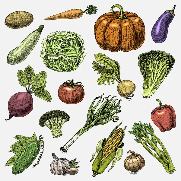 Set of hand drawn, engraved vegetables, vegetarian food, plants, vintage looking pumpkin, cabage and tomato, lettuce with carrot, corn and others — Stock Vector