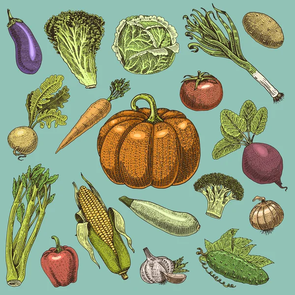 Set of hand drawn, engraved vegetables, vegetarian food, plants, vintage looking pumpkin, cabage and tomato, lettuce with carrot, corn and others — Stock Vector