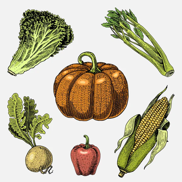 Set of hand drawn, engraved vegetables, vegetarian food, plants, vintage looking pumpkin, lettuce and celery, corn , sweet and chili peppers, turnip. — Stock Vector