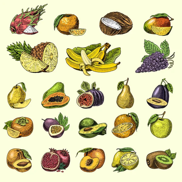 Handgezeichnetes, graviertes frisches Obst, vegetarisches Essen, Pflanzen, alte Orangen und Äpfel, Trauben mit Kokosnüssen, Gragonfrüchten, Birnen, Pfirsichen, Pflaumen. — Stockvektor