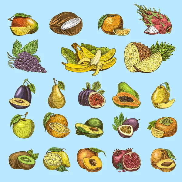 Conjunto de frutas frescas, alimentos vegetarianos, plantas, naranja vintage y manzana, uva con coco, gragonfruit, pera, melocotón, ciruela . — Vector de stock