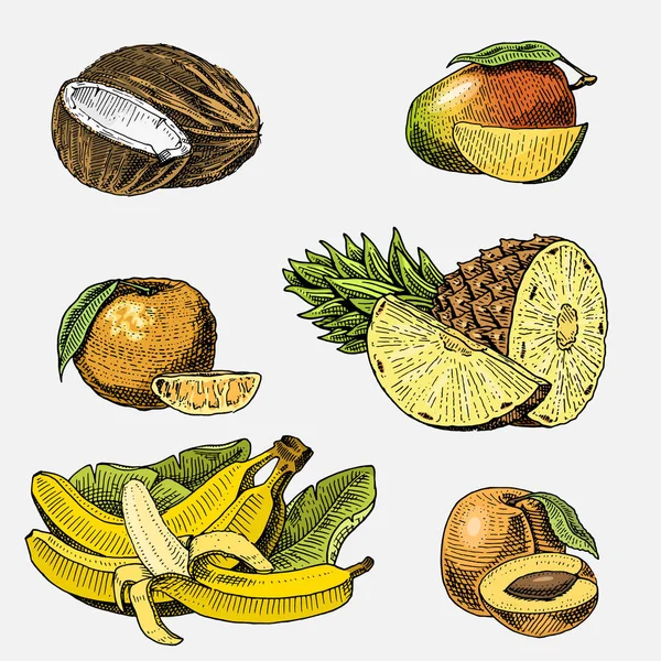 Conjunto de frutas frescas dibujadas a mano, grabadas, comida vegetariana, plantas, coco vintage, mango y mandarina, piña con plátanos, albaricoque . — Vector de stock